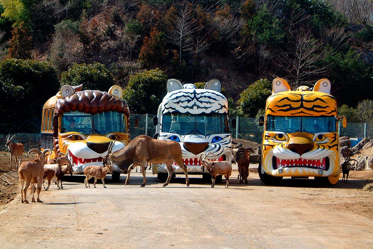 🦁 군마 야생 및 사파리 공원(군마 사파리 파쿠) 이미지 5